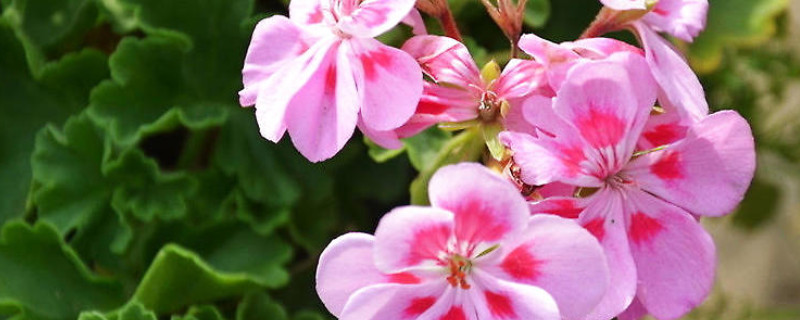 天竺葵夏天的養(yǎng)殖方法和注意事項 天竺葵夏天的養(yǎng)殖方法和注意事項