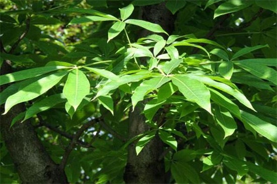 七葉樹怎么養(yǎng) 七葉樹怎么養(yǎng)