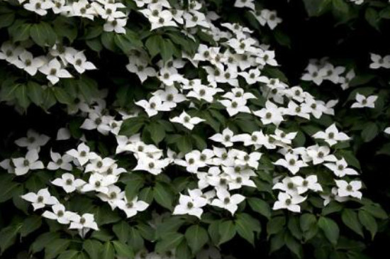 日本四照花與中國四照花區(qū)別 日本四照花與中國四照花區(qū)別