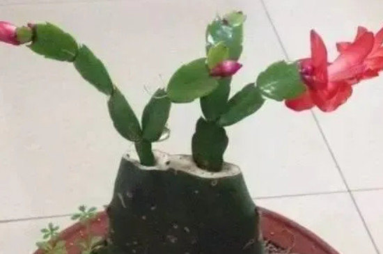十二月份嫁接蟹爪蘭能成活嗎 十二月份嫁接蟹爪蘭能成活嗎