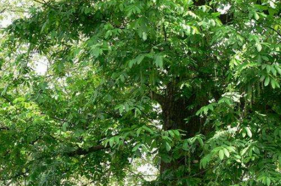 元寶樹怎么養(yǎng)才茂盛 元寶樹怎么養(yǎng)才茂盛