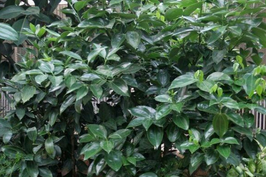 元寶樹怎么養(yǎng)才茂盛 元寶樹怎么養(yǎng)才茂盛