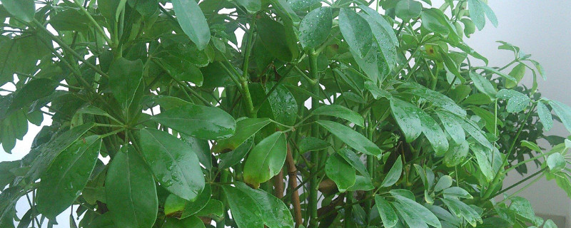 元寶樹怎么養(yǎng)才茂盛 元寶樹怎么養(yǎng)才茂盛