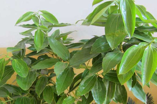 元寶樹怎么養(yǎng)才茂盛 元寶樹怎么養(yǎng)才茂盛