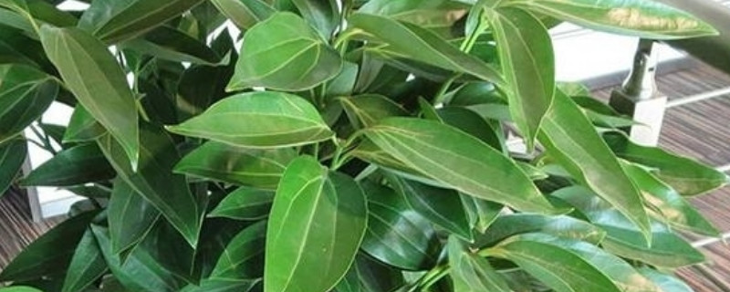 元寶樹葉子發(fā)硬干枯怎么治 元寶樹葉子發(fā)硬干枯怎么治