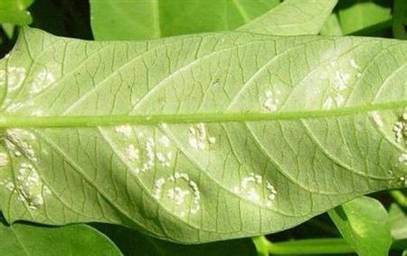 蕹菜病蟲(chóng)害防治：根據(jù)病蟲(chóng)害發(fā)生特點(diǎn)，對(duì)癥下藥