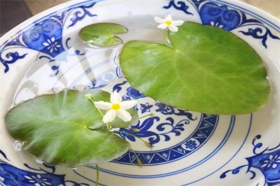 一葉蓮花語(yǔ) 一葉蓮花語(yǔ)