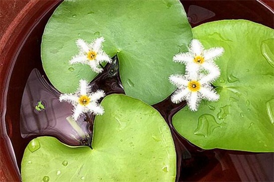 一葉蓮花語(yǔ) 一葉蓮花語(yǔ)