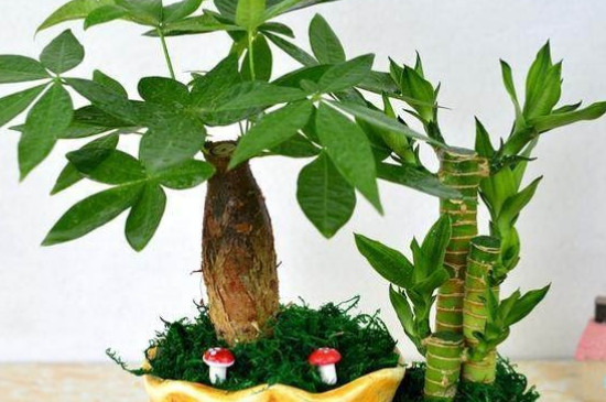 室內(nèi)發(fā)財(cái)樹多久澆一次水 室內(nèi)發(fā)財(cái)樹多久澆一次水