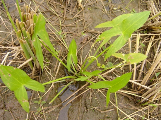 茨菰的營養(yǎng)價值:茨菰防癌抗癌作用大 茨菰的營養(yǎng)價值:茨菰防癌抗癌作用大