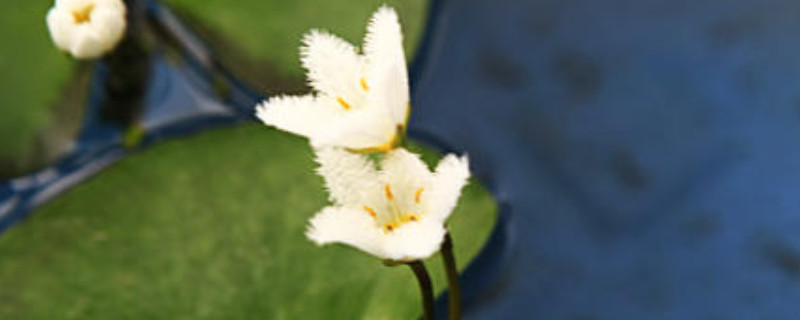 金銀蓮花的養(yǎng)殖不用土可以嗎 金銀蓮花的養(yǎng)殖不用土可以嗎