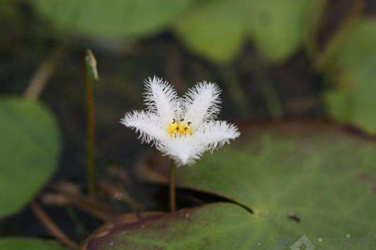金銀蓮花的養(yǎng)殖不用土可以嗎 金銀蓮花的養(yǎng)殖不用土可以嗎