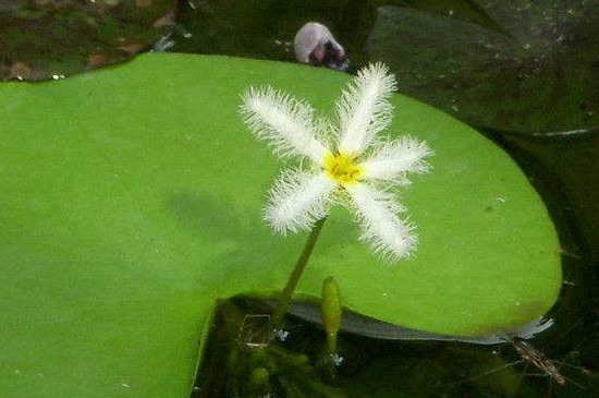 金銀蓮花的養(yǎng)殖不用土可以嗎 金銀蓮花的養(yǎng)殖不用土可以嗎