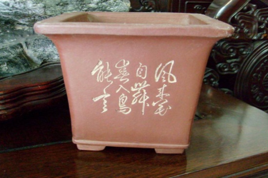 人參榕用什么花盆，陶土盆外形美觀透氣好