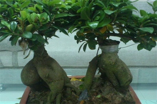 人參榕盆景如何修剪 人參榕盆景如何修剪