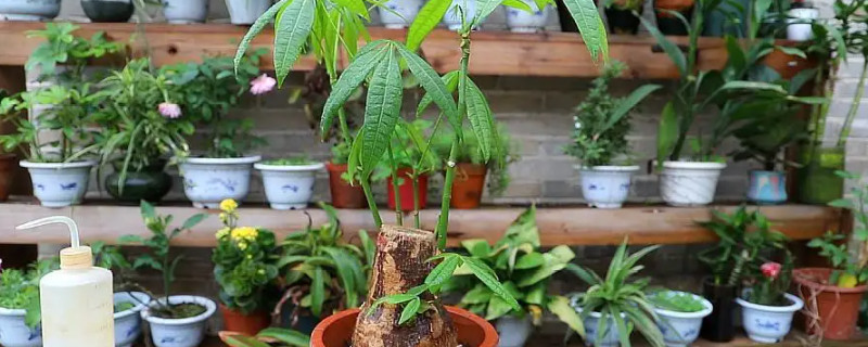 凍傷的發(fā)財樹幾天能緩過來 凍傷的發(fā)財樹幾天能緩過來