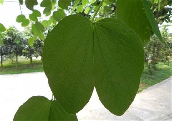 紫荊和洋紫荊的區(qū)別，4種方法教你區(qū)別紫荊和洋紫荊