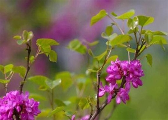 紫荊和洋紫荊的區(qū)別，4種方法教你區(qū)別紫荊和洋紫荊