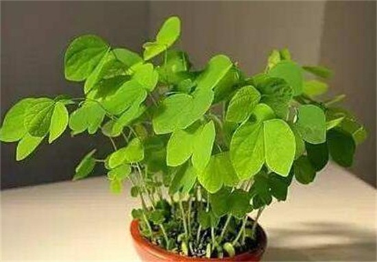 紫荊和洋紫荊的區(qū)別，4種方法教你區(qū)別紫荊和洋紫荊