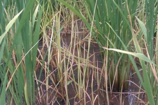 野荸薺用什么藥打 野荸薺用什么藥打