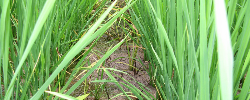 野荸薺用什么藥打 野荸薺用什么藥打