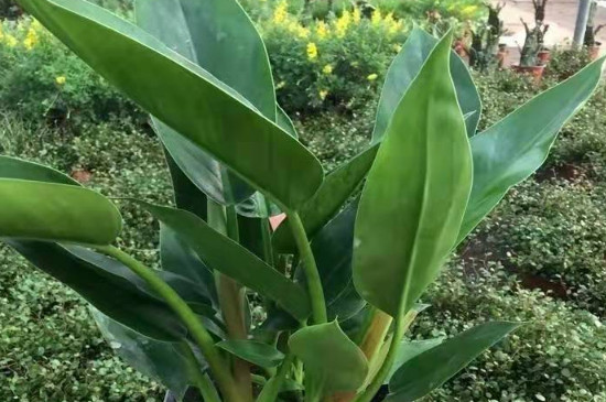 大葉金鉆的作用和功效 大葉金鉆的作用和功效