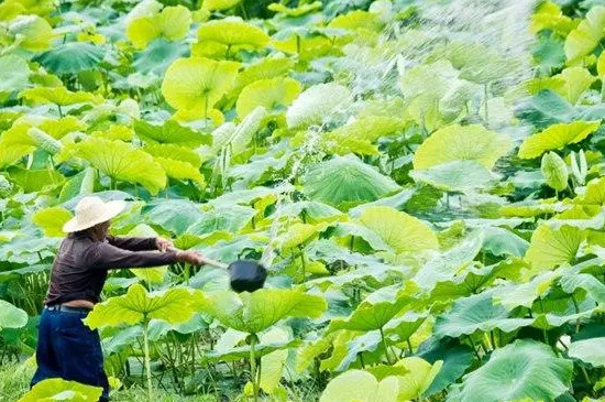 荷花幾月開花 荷花幾月開花
