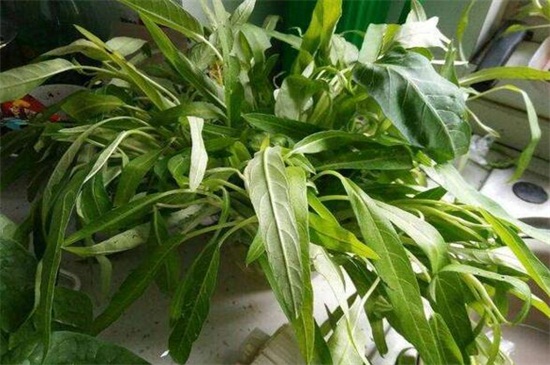 空心菜的陽臺種植技巧，春季播種澆水采收管理