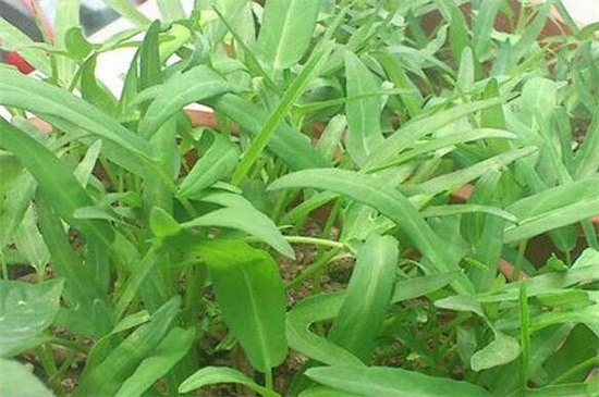 空心菜的陽臺種植技巧，春季播種澆水采收管理