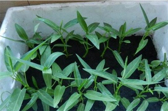 空心菜的陽臺種植技巧，春季播種澆水采收管理