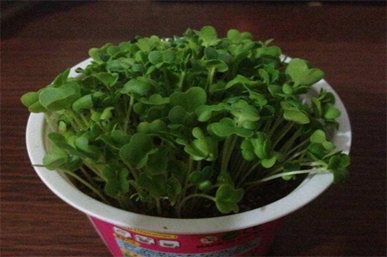 空心菜的陽臺種植技巧，春季播種澆水采收管理
