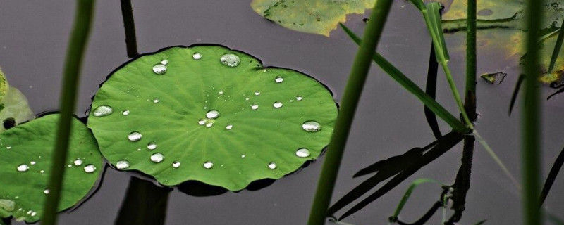 浮萍可以養(yǎng)花嗎 浮萍可以養(yǎng)花嗎