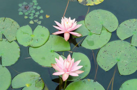 浮萍可以養(yǎng)花嗎 浮萍可以養(yǎng)花嗎