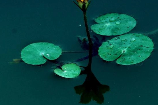 浮萍可以養(yǎng)花嗎 浮萍可以養(yǎng)花嗎