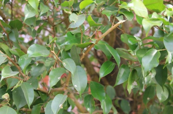 垂葉榕的養(yǎng)殖方法:生長(zhǎng)旺盛期應(yīng)經(jīng)常澆水 垂葉榕的養(yǎng)殖方法:生長(zhǎng)旺盛期應(yīng)經(jīng)常澆水