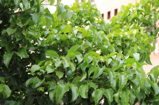 垂葉榕的養(yǎng)殖方法:生長(zhǎng)旺盛期應(yīng)經(jīng)常澆水 垂葉榕的養(yǎng)殖方法:生長(zhǎng)旺盛期應(yīng)經(jīng)常澆水