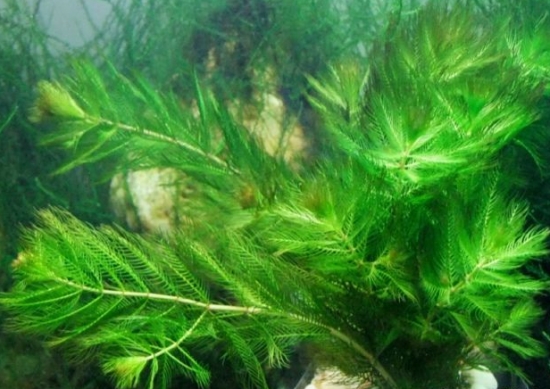 金魚藻是什么植物:是一種沉水性多年生水草 金魚藻是什么植物:是一種沉水性多年生水草