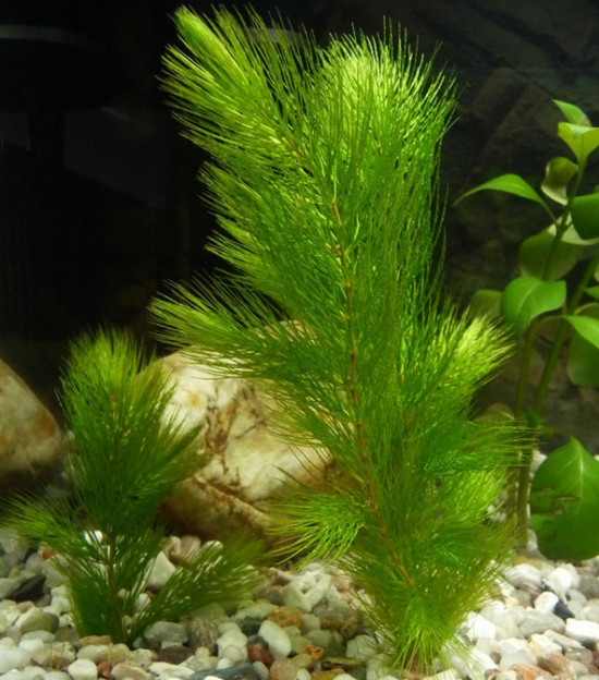 金魚藻是什么植物:是一種沉水性多年生水草 金魚藻是什么植物:是一種沉水性多年生水草