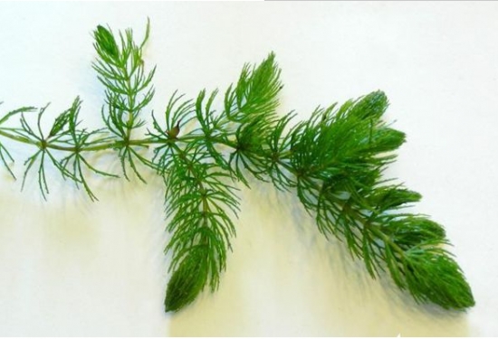 金魚藻是什么植物:是一種沉水性多年生水草 金魚藻是什么植物:是一種沉水性多年生水草