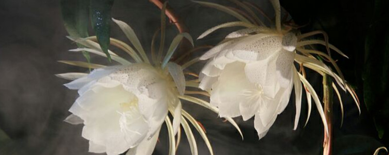 曇花一年能開(kāi)幾次最多能開(kāi)幾次 曇花一年能開(kāi)幾次最多能開(kāi)幾次