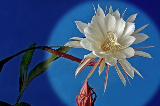 曇花一年能開(kāi)幾次最多能開(kāi)幾次 曇花一年能開(kāi)幾次最多能開(kāi)幾次