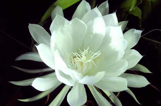 曇花一年能開(kāi)幾次最多能開(kāi)幾次 曇花一年能開(kāi)幾次最多能開(kāi)幾次