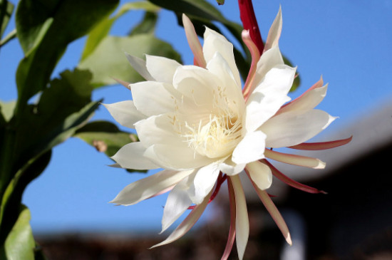 曇花一年能開(kāi)幾次最多能開(kāi)幾次 曇花一年能開(kāi)幾次最多能開(kāi)幾次