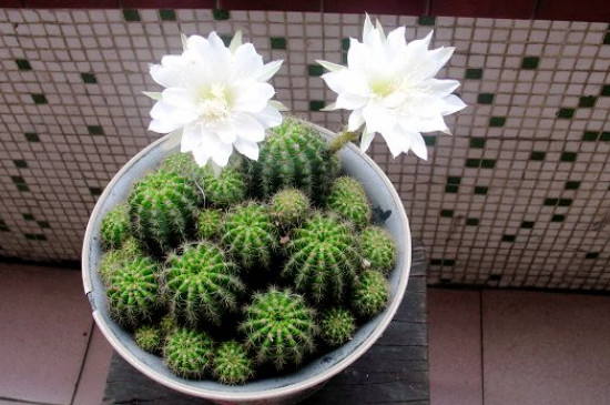 仙人球開(kāi)花時(shí)間多長(zhǎng) 仙人球開(kāi)花時(shí)間多長(zhǎng)