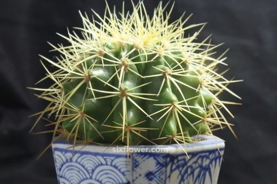 仙人球開(kāi)花時(shí)間多長(zhǎng) 仙人球開(kāi)花時(shí)間多長(zhǎng)