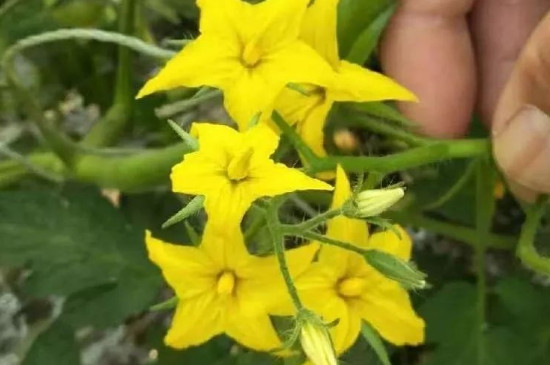 為什么西紅柿花直接落了不結(jié)果 為什么西紅柿花直接落了不結(jié)果