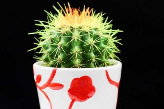 仙人球側(cè)芽怎樣生根 仙人球側(cè)芽怎樣生根