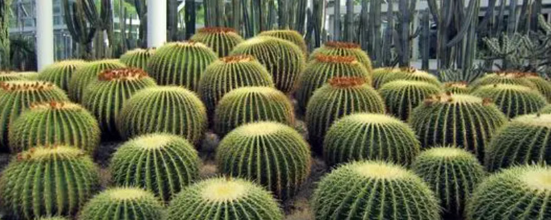 仙人球側(cè)芽怎樣生根 仙人球側(cè)芽怎樣生根