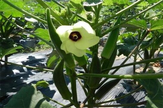 秋葵適合東北種植嗎，控溫25～28℃即可種植