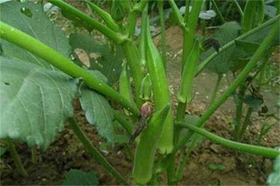 秋葵適合東北種植嗎，控溫25～28℃即可種植